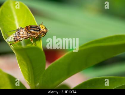 Eristalinus megacephalus fliegt, während er auf einem Blatt sitzt und seinen Kopf dreht Stockfoto