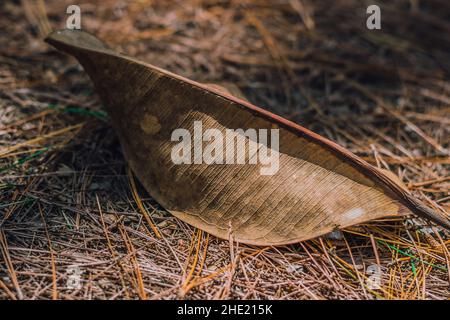 Abstrakt echte Natur Schönheit Hintergrund. Kopieren Raum ein großes trockenes Blatt auf gemahlener Fichtenkiefernnadel. Schattige Sonne. Grunge Textur Close-up Struktur von Stockfoto