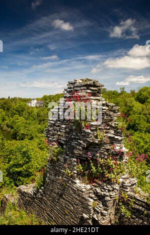 Großbritannien, Wales, Pembrokeshire, Cilgerran Castle, Baldrian-Pflanzen in Ruinen der Burgmauer über dem Fluss Teifi Stockfoto