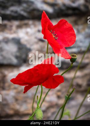 Papaver Rhoeas - Mohnblume Stockfoto