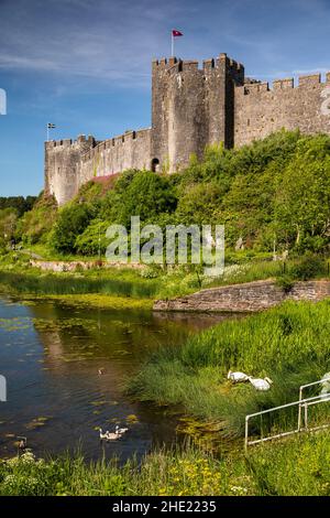 Großbritannien, Wales, Pembrokeshire, Pembroke, Castle vom alten Monkton Quay, Nistschwäne und Cygnets auf Mill Pond Stockfoto