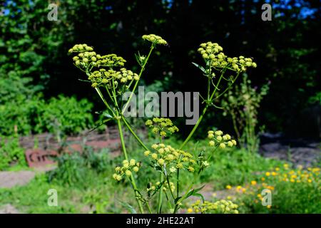 Nahaufnahme von vielen grünen Blumen der Apium graveolens Pflanze, allgemein bekannt als Sellerie in einem Kräutergarten an einem sonnigen Sommertag, Hintergrund mit fotografiert Stockfoto
