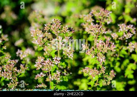 Viele frische grüne Blätter und lila Blüten der Thymus serpyllum Pflanze, bekannt als Breckland wilden Thymian, kriechende oder Elfin Thymian in direktem Sonnenlicht, in einem Stockfoto