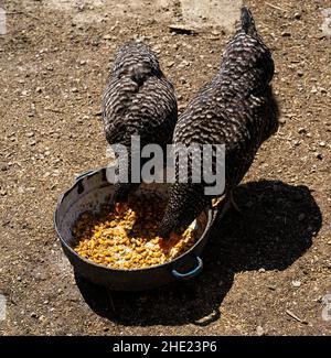 Zwei Hühner essen draußen etwas Mais aus einer Metallschüssel. Stockfoto