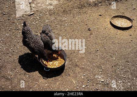 Zwei Hühner essen draußen etwas Mais aus einer Metallschüssel. Stockfoto