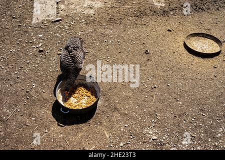 Hühnchen frisst draußen etwas Mais aus einer Metallschüssel Stockfoto