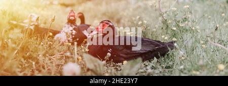 Männliche und weibliche Moschus- oder indo-Enten auf dem Bauernhof auf Gras. Zucht von Geflügel in kleinräumiger häuslicher Landwirtschaft. Erwachsene Tierfamilie schwarz weiße Enten mit d Stockfoto