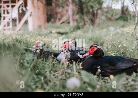 Männliche und weibliche Moschus- oder indo-Enten auf dem Bauernhof in der Natur im Freien auf Gras. Zucht von Geflügel in kleinräumiger häuslicher Landwirtschaft. Erwachsene Tierfamilie schwarz Stockfoto