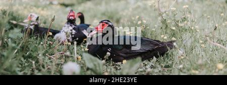 Männliche und weibliche Moschus- oder indo-Enten auf dem Bauernhof in der Natur auf Gras. Zucht von Geflügel in kleinräumiger häuslicher Landwirtschaft. Erwachsene Tierfamilie schwarz weiß du Stockfoto