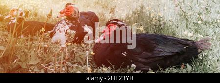 Männliche und weibliche Moschus- oder indo-Enten auf dem Bauernhof auf Gras. Zucht von Geflügel in kleinräumiger häuslicher Landwirtschaft. Erwachsene Tierfamilie schwarz weiße Enten mit d Stockfoto