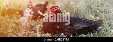 Männliche und weibliche Moschus- oder indo-Enten auf dem Bauernhof auf Gras. Zucht von Geflügel in kleinräumiger häuslicher Landwirtschaft. Erwachsene Tierfamilie schwarz weiße Enten mit d Stockfoto