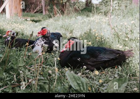 Männliche und weibliche Moschus- oder indo-Enten auf dem Bauernhof in der Natur im Freien auf Gras. Zucht von Geflügel in kleinräumiger häuslicher Landwirtschaft. Erwachsene Tierfamilie schwarz Stockfoto