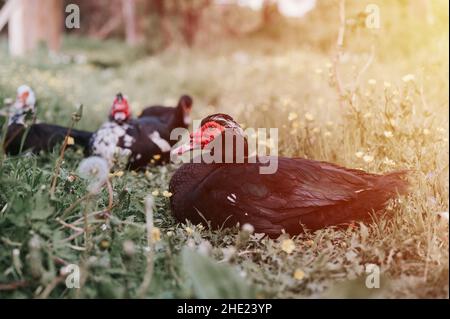 Männliche und weibliche Moschus- oder indo-Enten auf dem Bauernhof in der Natur auf Gras. Zucht von Geflügel in kleinräumiger häuslicher Landwirtschaft. Erwachsene Tierfamilie schwarz weiß du Stockfoto