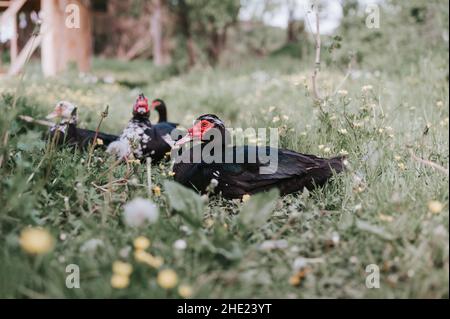 Männliche und weibliche Moschus- oder indo-Enten auf dem Bauernhof in der Natur im Freien auf Gras. Zucht von Geflügel in kleinräumiger häuslicher Landwirtschaft. Erwachsene Tierfamilie schwarz Stockfoto