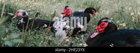 Männliche und weibliche Moschus- oder indo-Enten auf dem Bauernhof in der Natur auf Gras. Zucht von Geflügel in kleinräumiger häuslicher Landwirtschaft. Erwachsene Tierfamilie schwarz weiß du Stockfoto