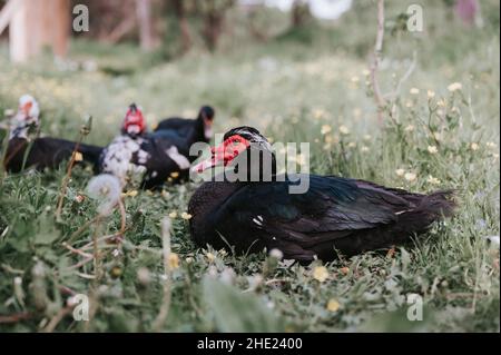 Männliche und weibliche Moschus- oder indo-Enten auf dem Bauernhof in der Natur im Freien auf Gras. Zucht von Geflügel in kleinräumiger häuslicher Landwirtschaft. Erwachsene Tierfamilie schwarz Stockfoto