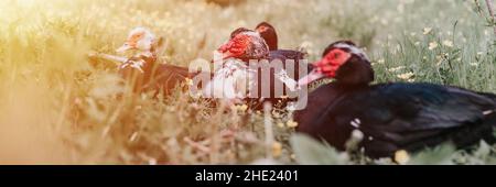 Männliche und weibliche Moschus- oder indo-Enten auf dem Bauernhof auf Gras. Zucht von Geflügel in kleinräumiger häuslicher Landwirtschaft. Erwachsene Tierfamilie schwarz weiße Enten mit d Stockfoto