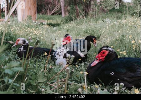 Männliche und weibliche Moschus- oder indo-Enten auf dem Bauernhof in der Natur im Freien auf Gras. Zucht von Geflügel in kleinräumiger häuslicher Landwirtschaft. Erwachsene Tierfamilie schwarz Stockfoto