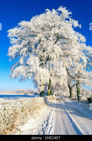 Schneebeladener Baum, in Winterlandschaft, Stockfoto