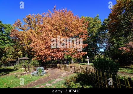 Minimalistischer monochromer Hintergrund mit großen roten und orangen Blättern auf Ästen von Eichenbäumen im Japanischen Garten vom Herastrau Park in Bukarest, Ro Stockfoto