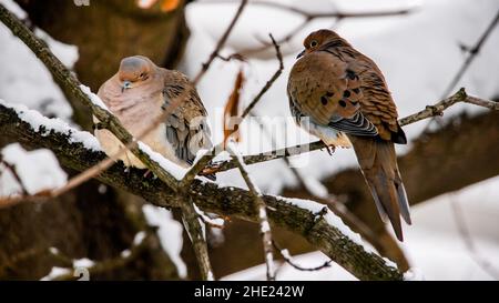 Nahaufnahme von zwei Schildkrötentauben, die im Winter auf einem Baum sitzen Stockfoto