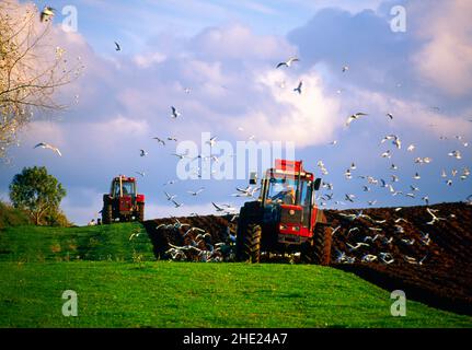 Federpflügen, Großbritannien, Stockfoto