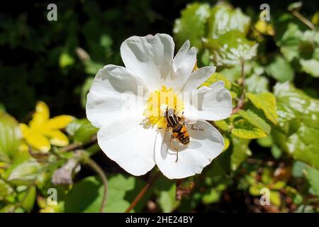 Helophilus pendulus female eine gewöhnliche Schwebeflug-Insektenfliege, die in Großbritannien gefunden wird und allgemein als Sonnenfliege oder Fußballer-Schwebfliege bekannt ist, die auf einem c ruht Stockfoto