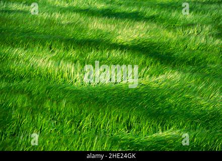 Gerste im Wind, Stockfoto