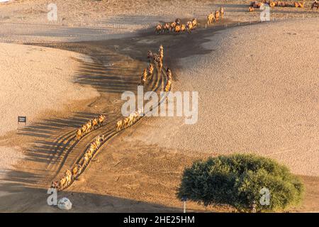 Kamele bei der Singing Sands Dune in der Nähe von Dunhuang, Provinz Gansu, China Stockfoto