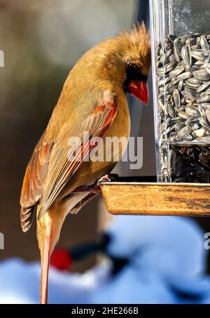 Männlicher Northern Cardinal auf einem Vogelfutterhäuschen Stockfoto