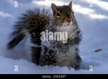 Ein Eichhörnchen sucht im Schnee nach Nahrung Stockfoto