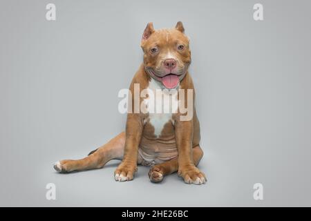 Lustige amerikanische Bully Welpen auf einem grauen Hintergrund sitzen Stockfoto
