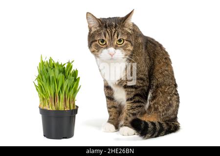 Große graue Katze und Katzengras in einem Topf, isoliert auf weißem Hintergrund Stockfoto