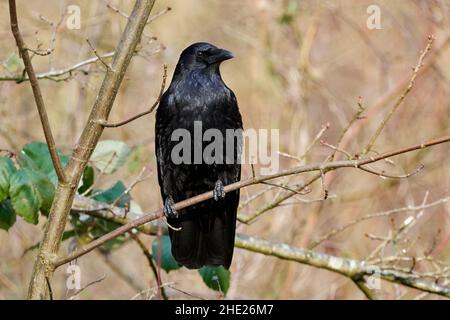 Gemeiner Rabe (Corvus corax) sitzt im Baum. Großer schwarzer Vogel der Krähenfamilie. Stockfoto