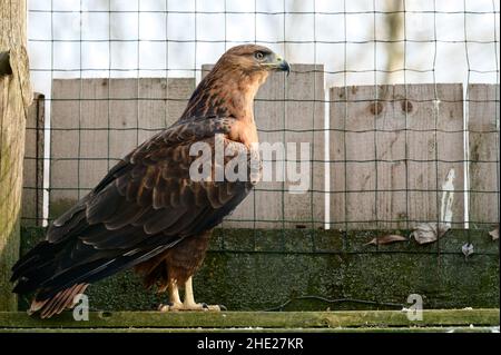 Ein Steppenbussard mit einer Reihe von Falken, ein Vogel aus dem Roten Buch, der in Berg- und Steppengebieten lebt, ein Vogel in einem Zoo. Stockfoto