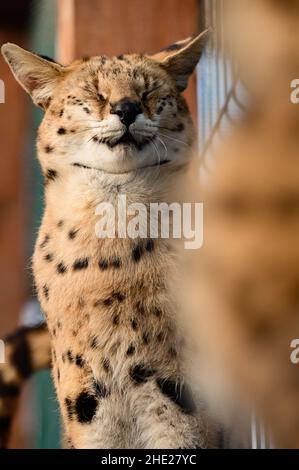 Serval Katze im ukrainischen Zoo, eine seltene Katzenart. Stockfoto