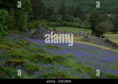 St. John's Church, Ballachulish, mit blubigen Glocken in voller Blüte, schottische Highlands. Stockfoto