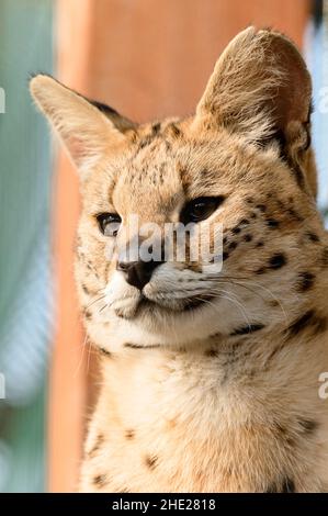 Serval Katze im ukrainischen Zoo, eine seltene Katzenart. Stockfoto