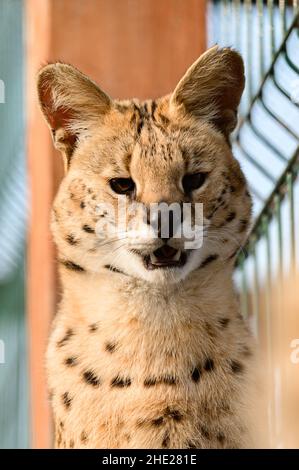 Serval Katze im ukrainischen Zoo, eine seltene Katzenart. Stockfoto