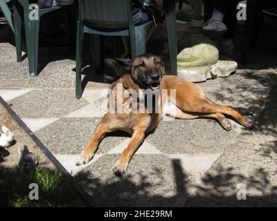 Ein belgischer Schäferhund, der sich in der Sonne entspannt Stockfoto