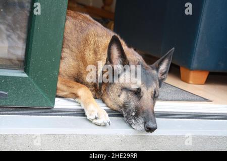 Ein belgischer Schäferhund, der sich in der Sonne entspannt Stockfoto