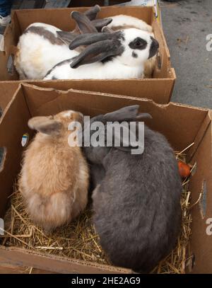Kaninchen auf dem Tiermarkt in Mol (Belgien) warten in Kisten darauf, an eine neue Familie verkauft zu werden. Stockfoto