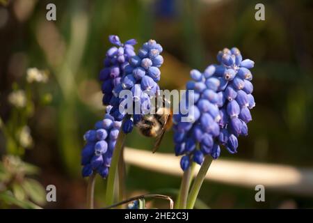 Hummel auf einer blauen Traubenhyazinthe, die in meinem Garten steht, fühlt sich an wie Sommer mit dieser hellen Sonne im April Stockfoto