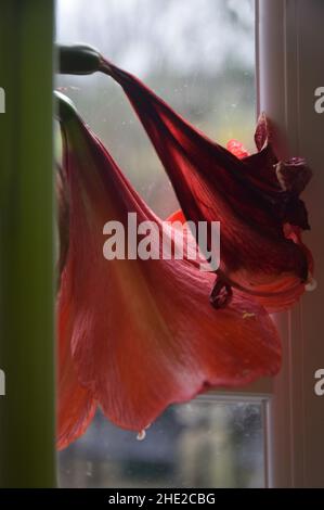 Amaryllis Blumen Stockfoto