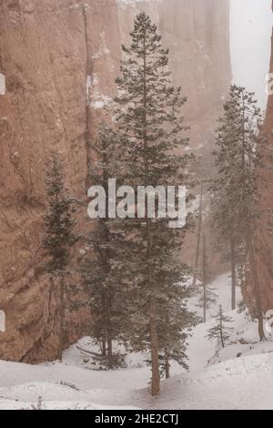 Schneebedeckter Nebel über Kiefern im Bryce Canyon National Park Stockfoto