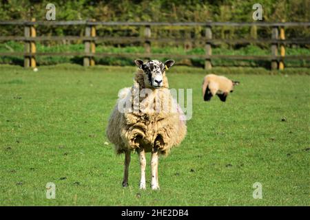 Mutterschafe steht auf grünem Gras in der Sonne. Stockfoto