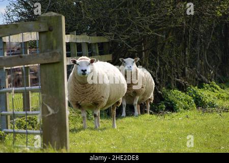 Weiße wollige Schafe starren auf die Kamera. Stockfoto