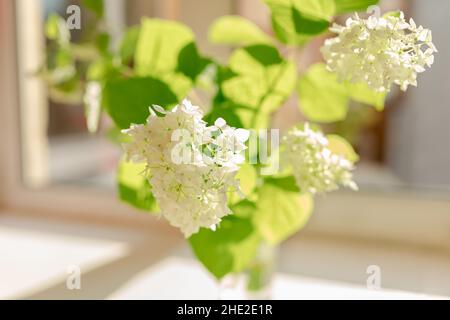 Bouquet von weißen Hortensien in Glasvase auf Fensterbank in Sonnenstrahlen. Schöne Bouquet von Sommer Hortensien Blumen im Inneren des Hauses Stockfoto