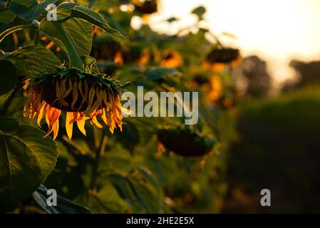 Nahaufnahme der Sonnenblumen, die im Sommer abends im Hintergrund stehen Stockfoto