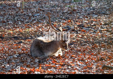 Nahaufnahme eines europäischen Damhirsches, der auf Marmorbäumen sitzt, landet an einem sonnigen Tag Stockfoto